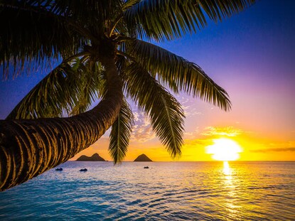 Shot overlooking the water through palm tree prawns, Big Island, Hawaii. 
