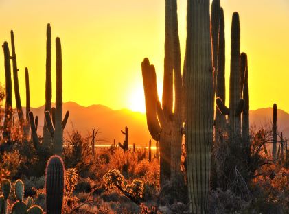 Cactus in the Sonoran Desert outside of Scottsdale, Arizona, at sunset