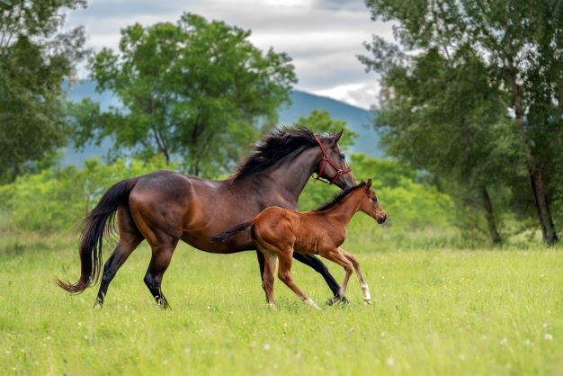 A brown horse and her young foal run through a green pasture together