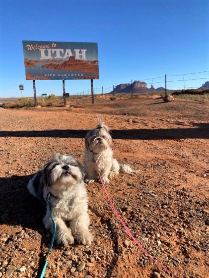 Two small dogs stand in front of the Utah state sign while on a road trip with a Hilton Grand Vacations Owner