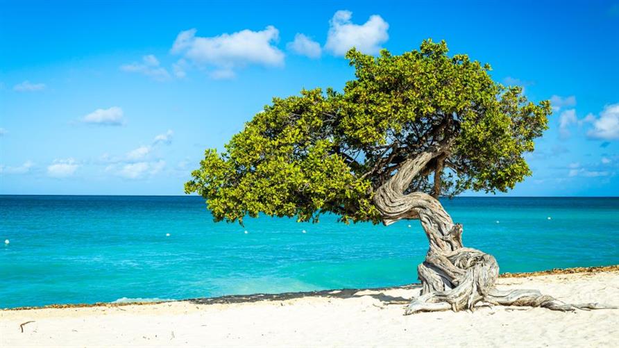 A divi tree on a beach in Aruba in the Caribbean